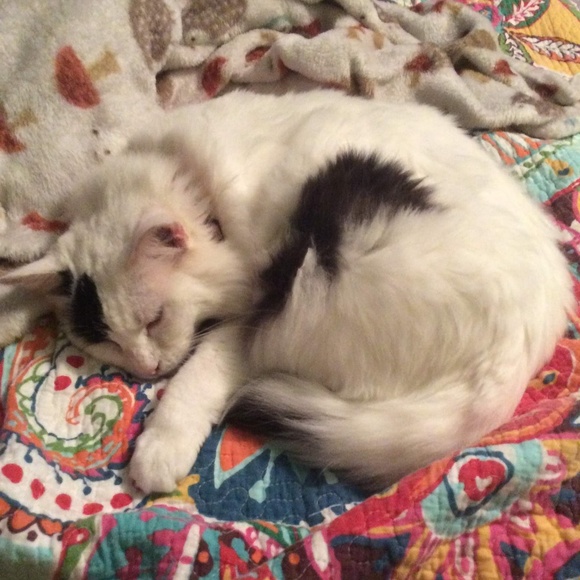 Vintage and gently used coats and jackets coming - Picture 7 of 8